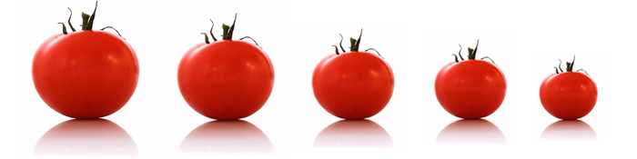 Calibrado del tomate