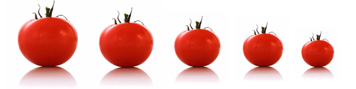 Calibrado del tomate Calibrado del tomate