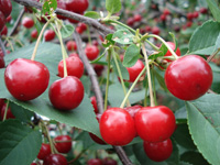 Cereza