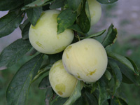 Ciruelas