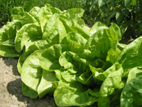 Lechuga