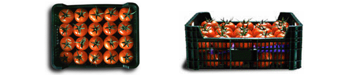 Calibrado del tomate Calibrado del tomate
