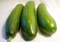 Pepino almería / holandés